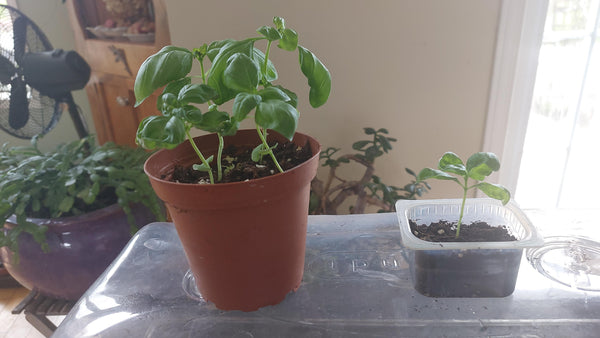 Custom Plant and Herb Planter
